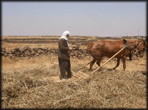 Recent use of a threshing sledge in the Jebel Hauran region, Southern Syria.