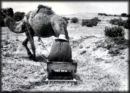 En Afrique du Nord, ce sont des chameaux qui tractent le tribulum sur lequel le chef de famille se tient parfois assis.